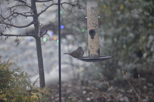 Fox Sparrow (Passerella iliaca), photo 6