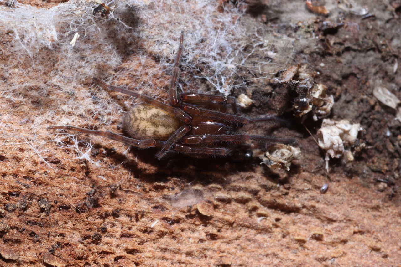 Amaurobius erberi (Keyserling, 1863)