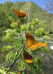 Argynnis sagana