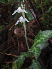 Goodyera schlechtendaliana