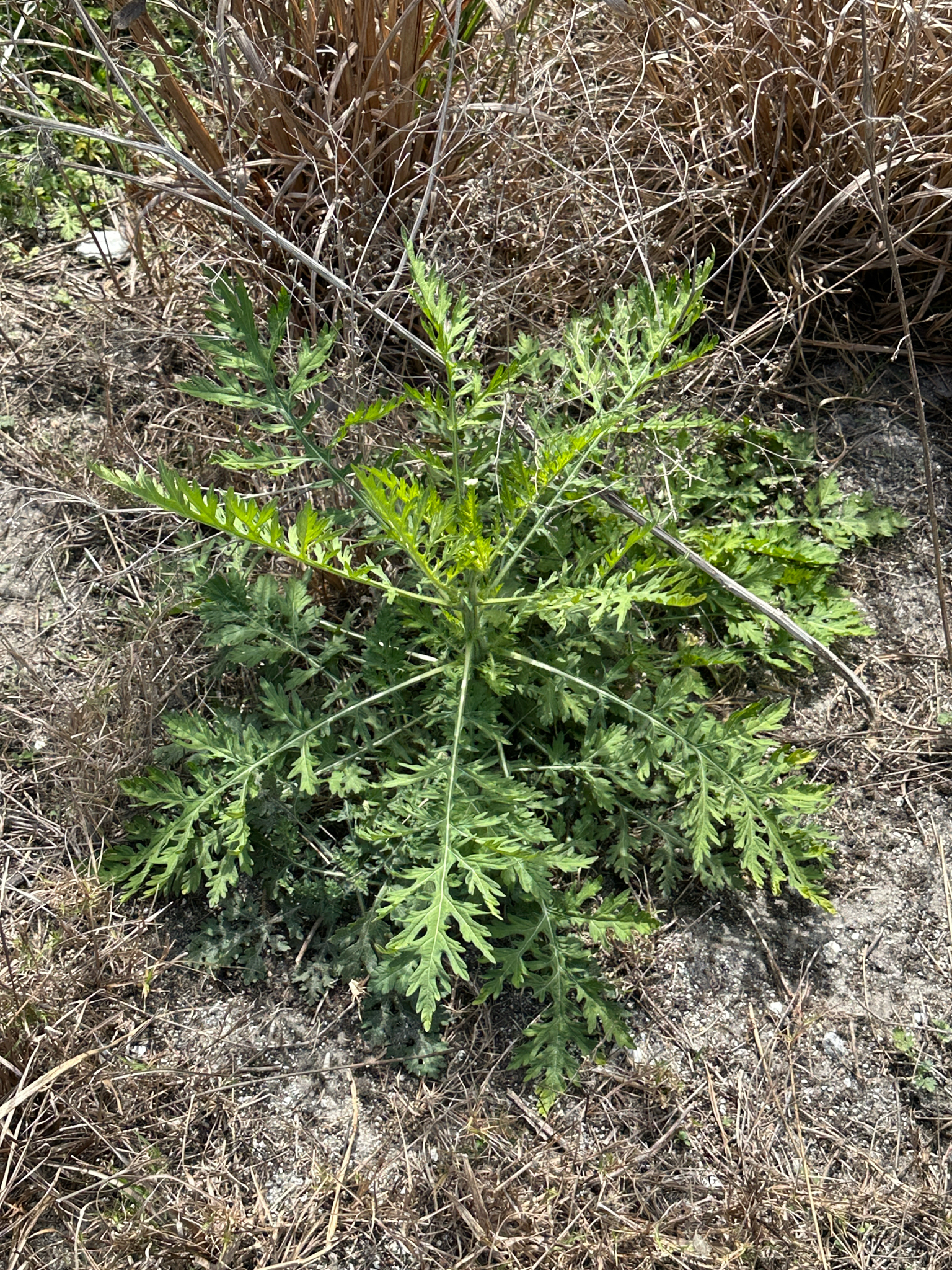 Common ragweed