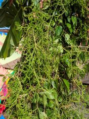 Lycopodium japonicum