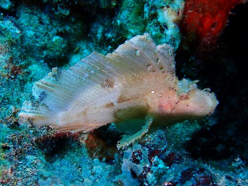 Taenianotus triacanthus