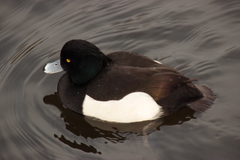 Aythya fuligula