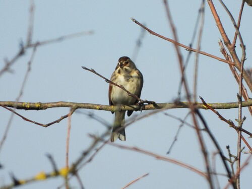 Common Reed Bunting (Emberiza schoeniclus), photo 10