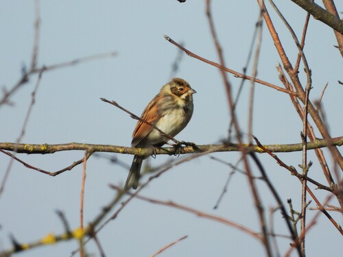 Common Reed Bunting (Emberiza schoeniclus), photo 9
