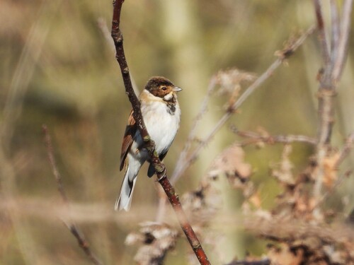 Common Reed Bunting (Emberiza schoeniclus)