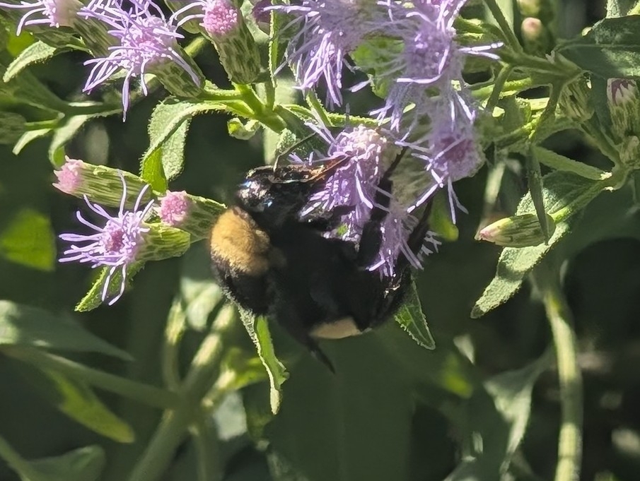 Bombus messegus