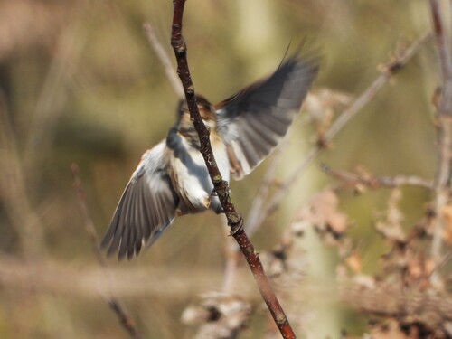 Common Reed Bunting (Emberiza schoeniclus), photo 2