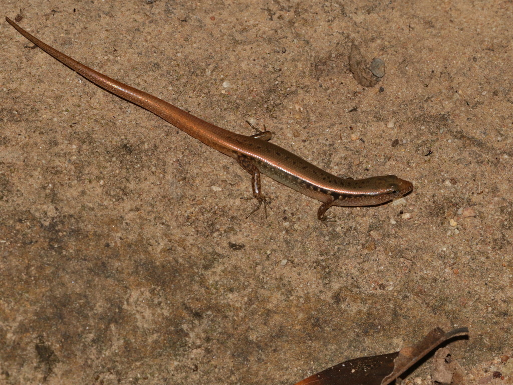 Scincella rupicola