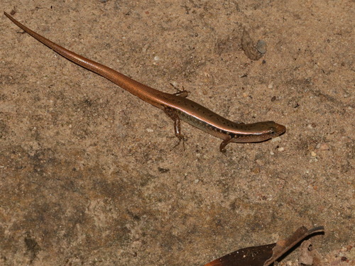 Scincella rupicola