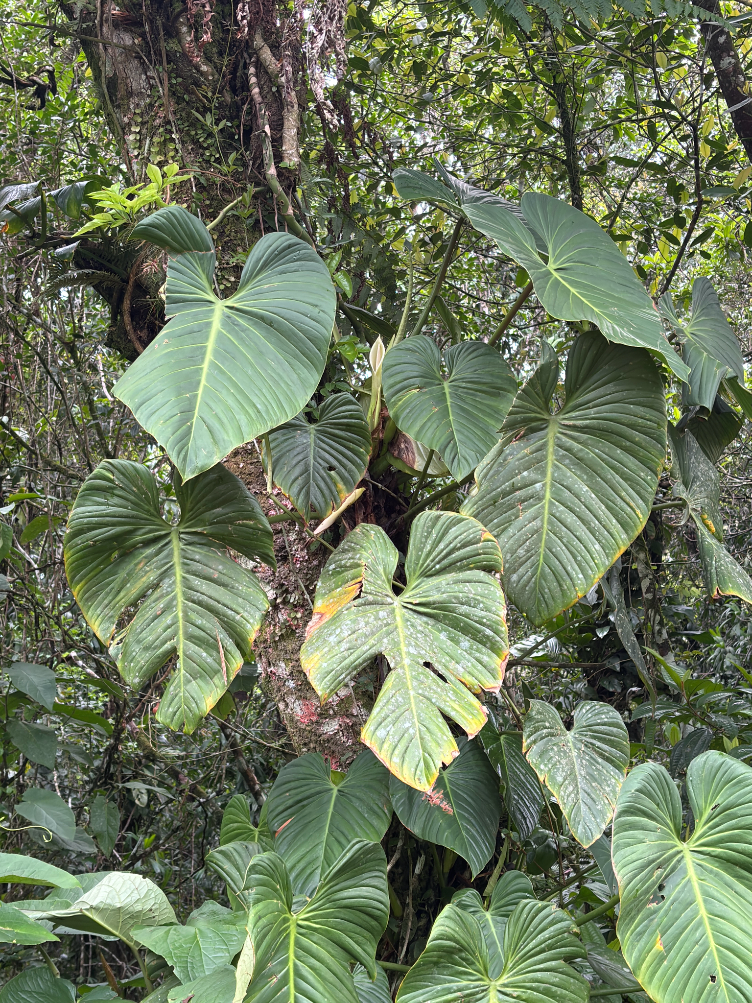 Philodendron Birkin