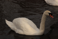 Cygnus olor