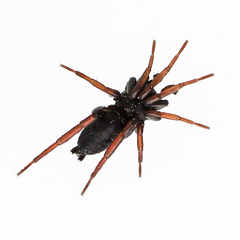 Trachyzelotes pedestris