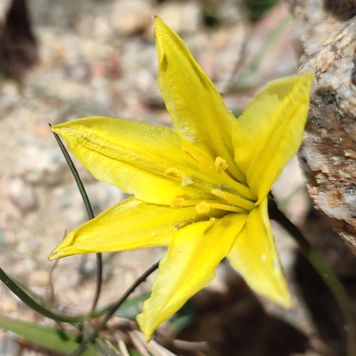 Tulipa heterophylla, photograph 5