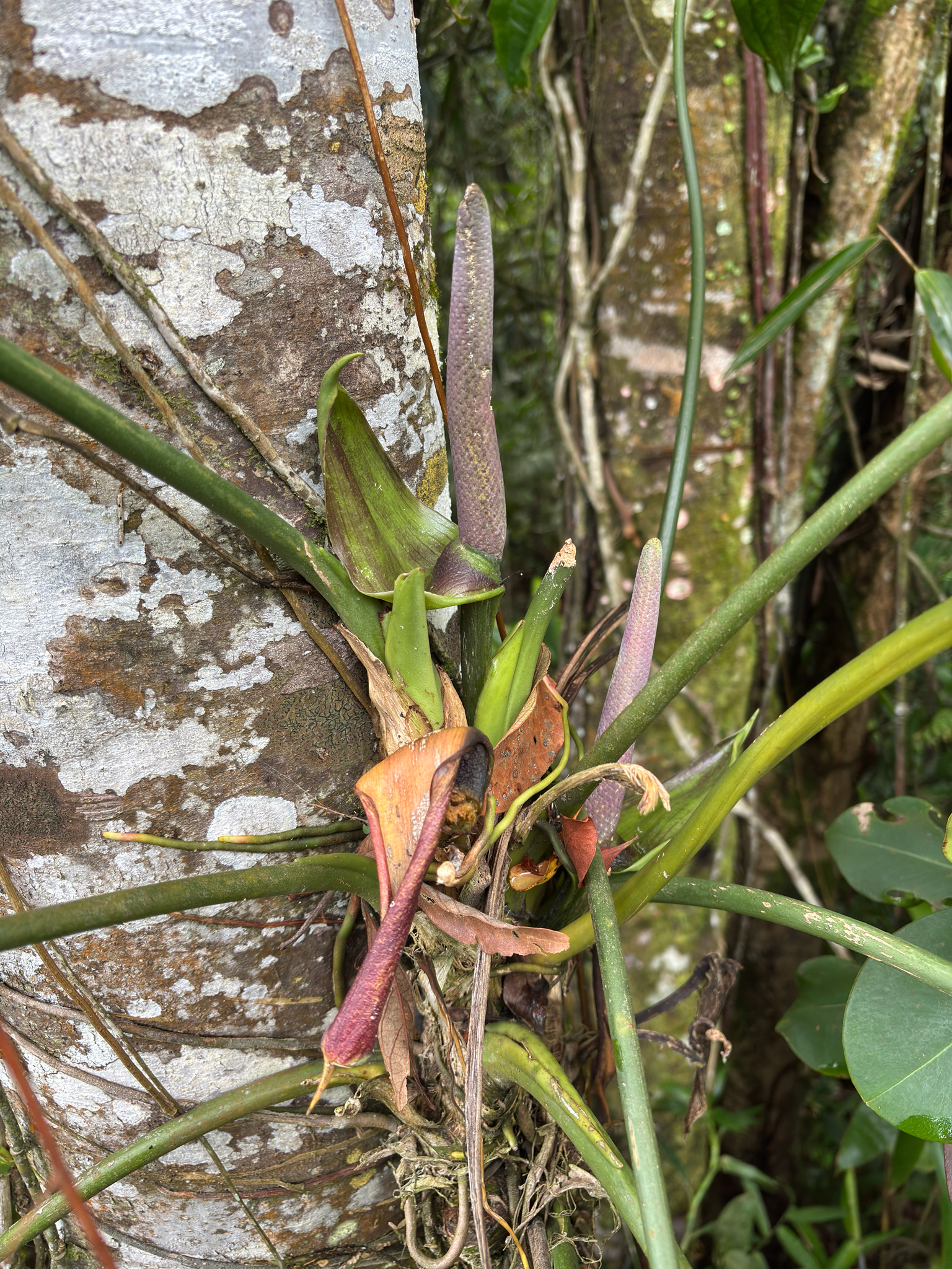 Anthurium 'Forgetii × crystallinum' 2