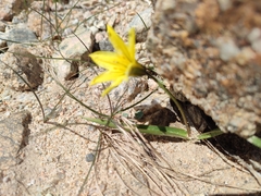 Tulipa heterophylla, photograph author not stated, no rights reserved