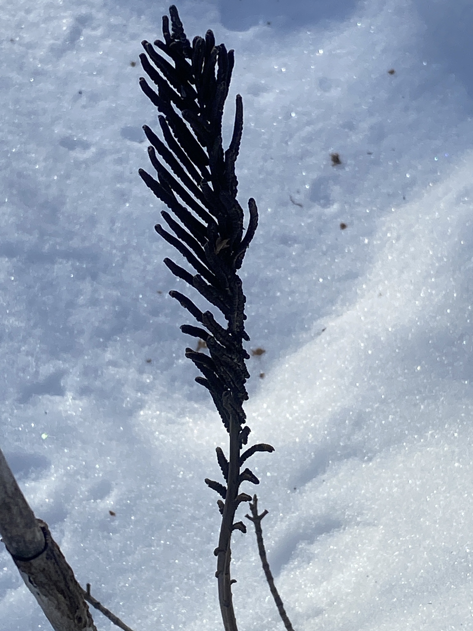 Ostrich fern