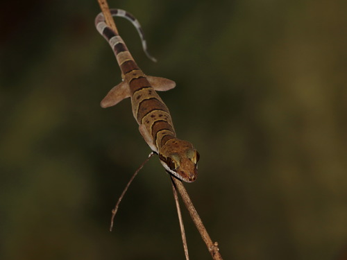 Sam Roi Yot bent-toed gecko, Cyrtodactylus samroiyot