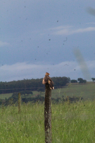 Guira Cuckoo (Guira guira), photo 4