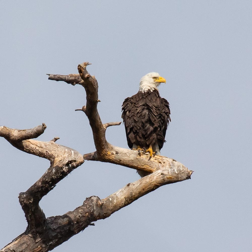 Haliaeetus leucocephalus (Linnaeus, 1766)