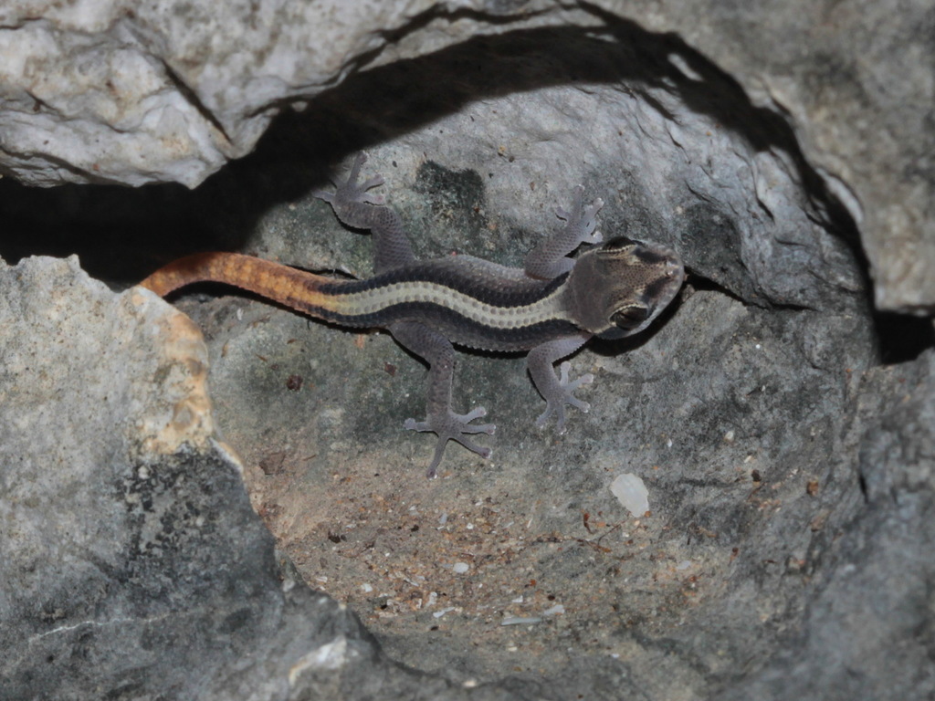 Sam Roi Yot Leaf-Toed Gecko