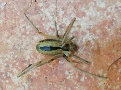Dicranopalpus pulchellus