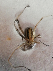 Dicranopalpus pulchellus