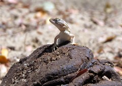 Chalarodon madagascariensis