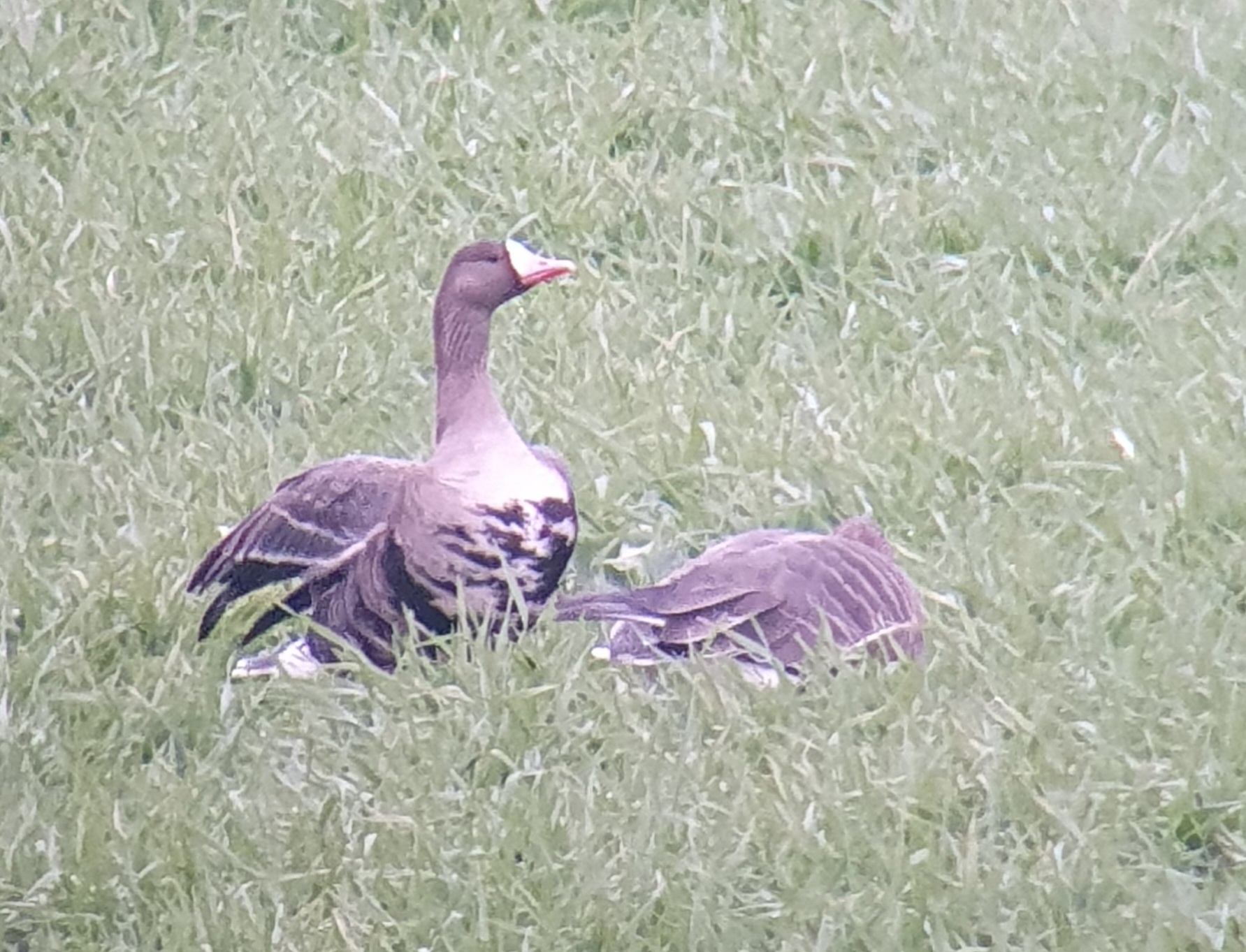 Greater White-fronted Goose (Anser albifrons), photo 1