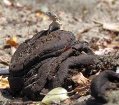 Chalarodon madagascariensis