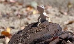 Chalarodon madagascariensis