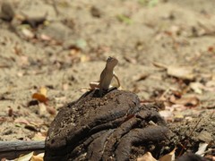 Chalarodon madagascariensis