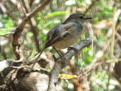 Copsychus albospecularis