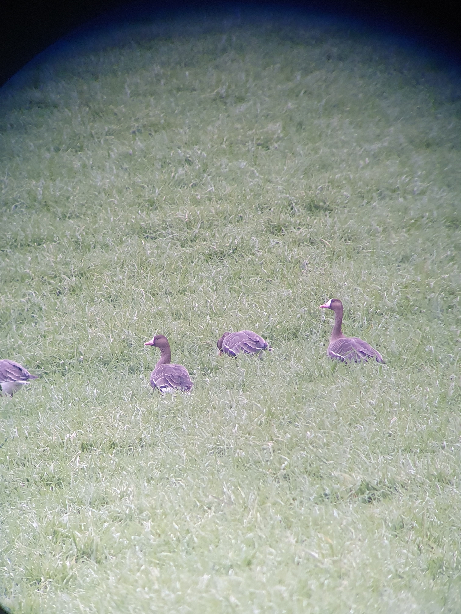 Greater White-fronted Goose (Anser albifrons), photo 2