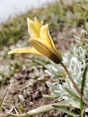 author not stated, no rights reserved Tulipa heterophylla, photograph author not stated, no rights reserved