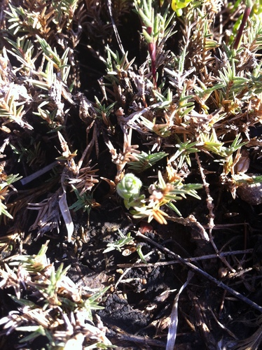 Salt Marsh Bird's Beak (Chloropyron maritimum)