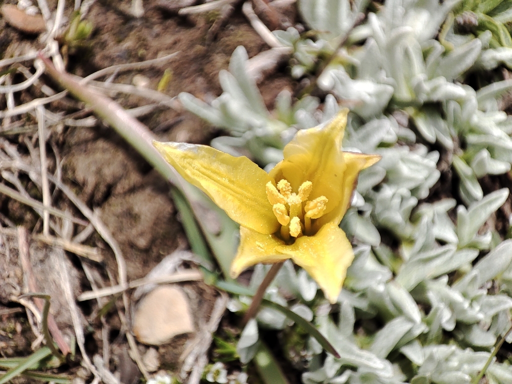Tulipa heterophylla; photograph author not stated, no rights reserved