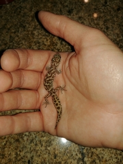 Pachydactylus capensis