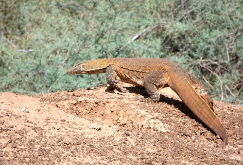 Nile Monitor