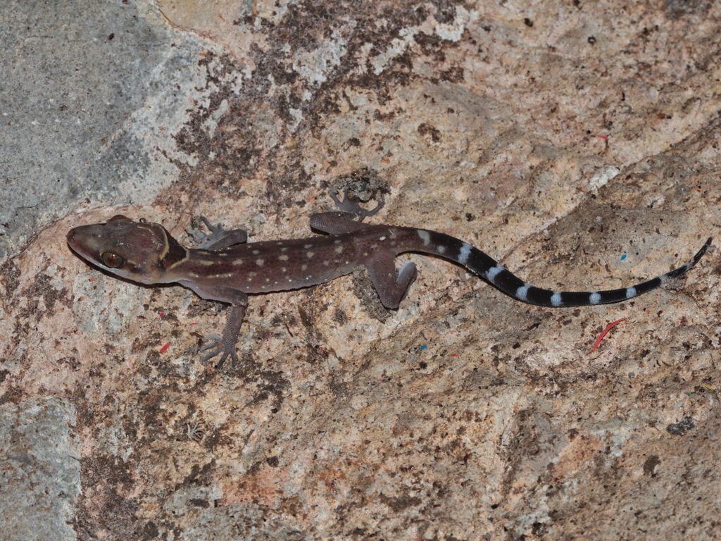 Oldham's Bow-fingered Gecko