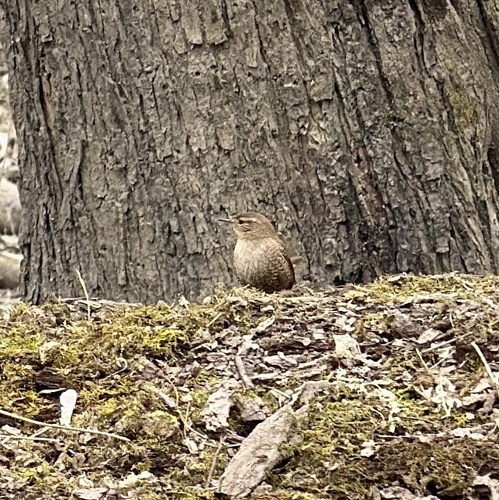 Winter Wren (Troglodytes hiemalis), photo 8