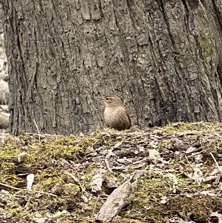Winter Wren (Troglodytes hiemalis), photo 8