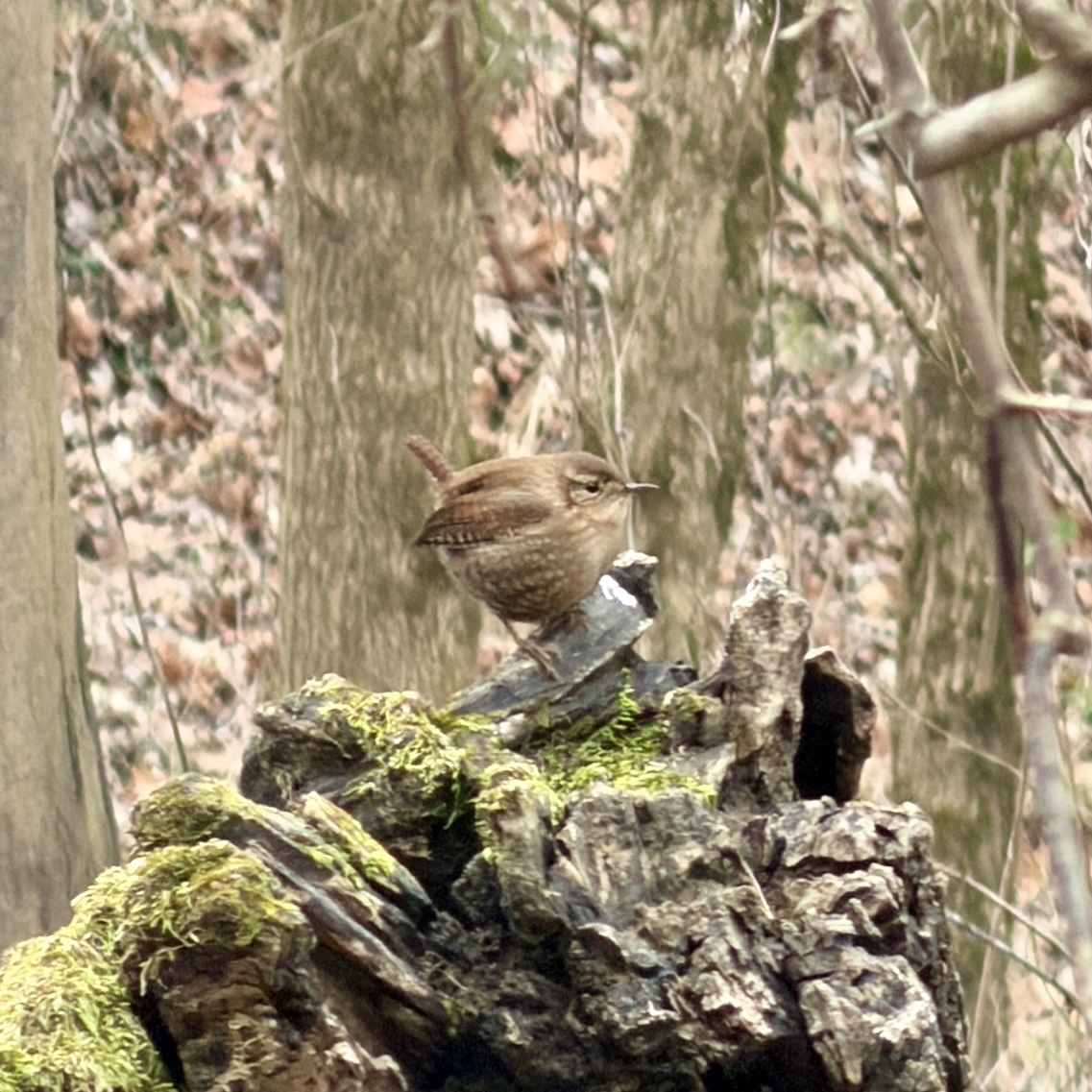 Winter Wren (Troglodytes hiemalis), photo 7