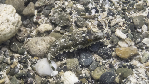 Bandtail puffer (Sphoeroides spengleri) — Tetraodontidae