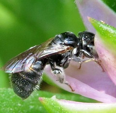 Ceratina dentipes
