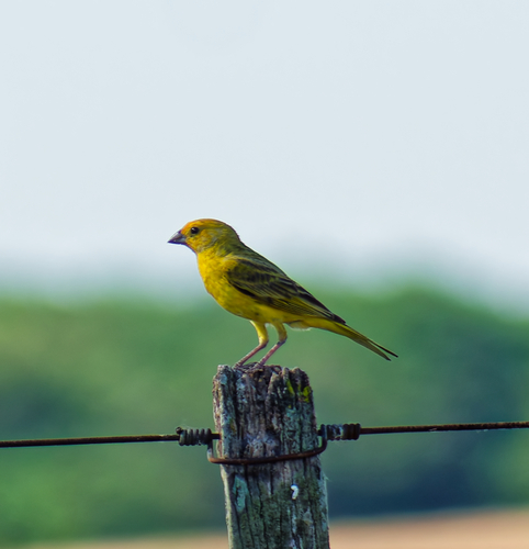 Saffron Finch