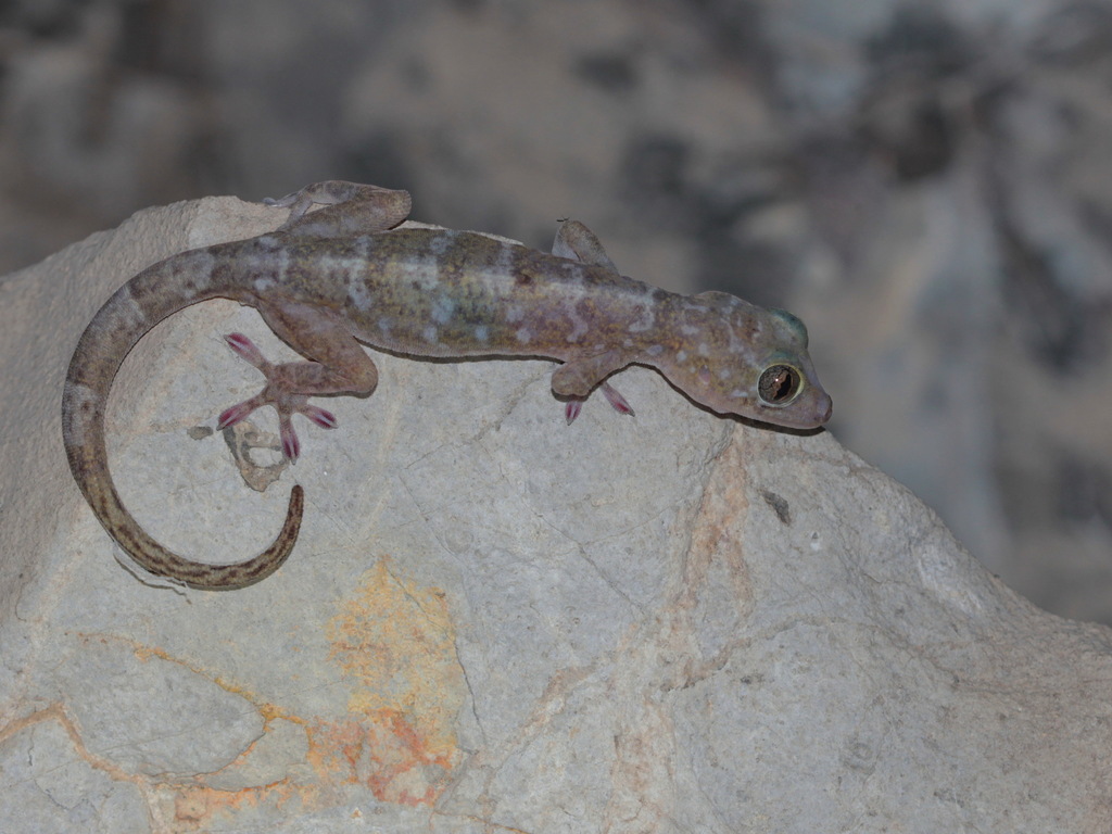 Lauhachinda's Cave Gecko