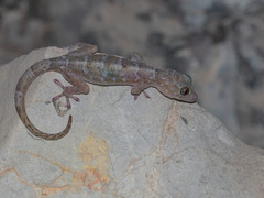 Gekko lauhachindai