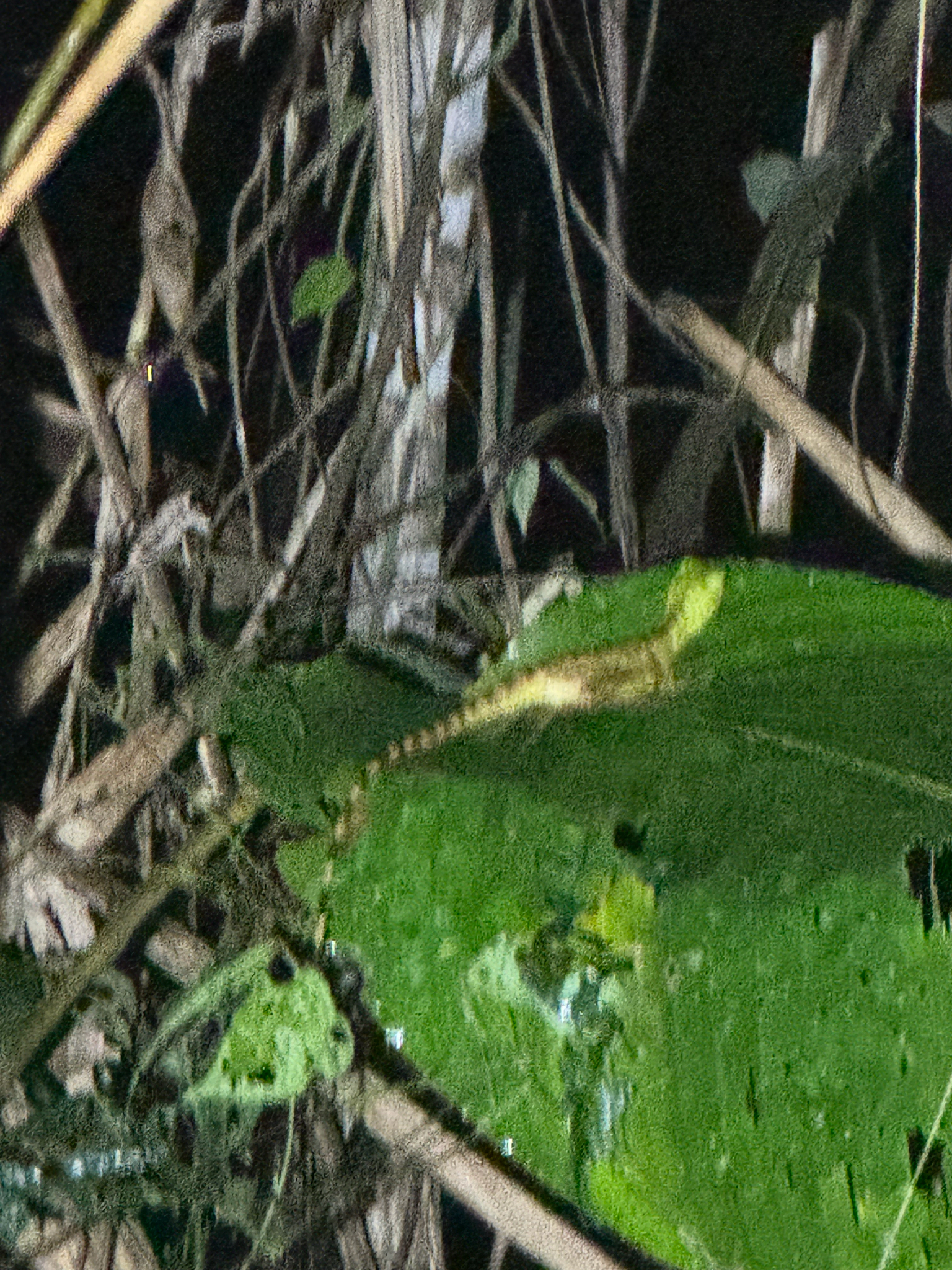 Basiliscus plumifrons Cope, 1875